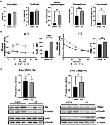 Exploring the impacts of ketogenic diet on reversible hepatic steatosis: initial analysis in male mice